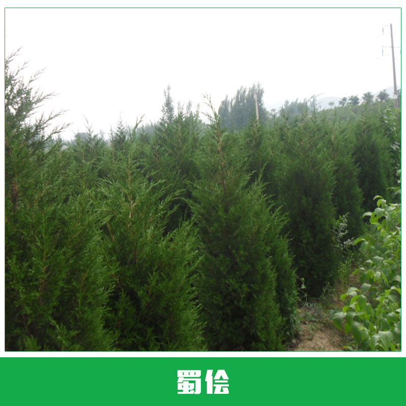 蜀儈價(jià)格 蜀儈 塔柏苗 檜柏 塔柏 蜀檜小苗 北京檜 等各種規(guī)格苗木 批發(fā) 基地 綠化苗木 歡迎來(lái)電咨詢