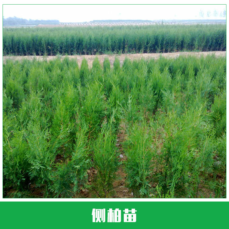 側(cè)柏苗供應(yīng)  側(cè)柏苗 側(cè)柏樹(shù)苗 優(yōu)質(zhì)側(cè)柏 扁柏 荒山造林綠化 歡迎來(lái)電訂購(gòu)