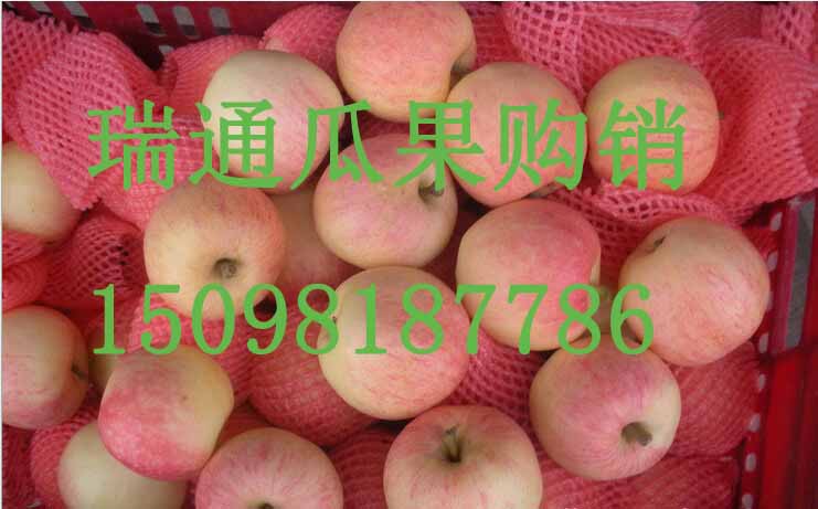 濰坊蘋果嘎啦蘋果 濰坊嘎啦蘋果