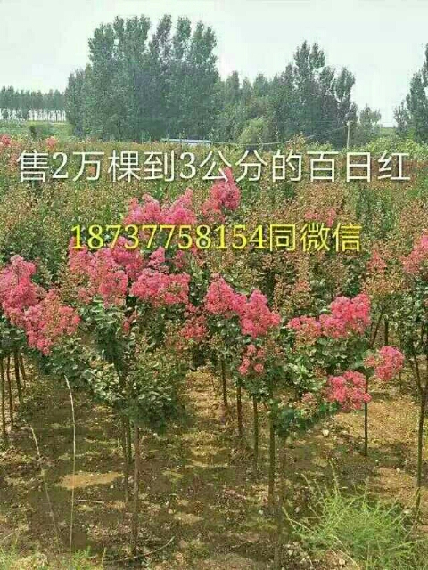 元寶楓價(jià)格貴州元寶楓基地 元寶楓價(jià)格河南南陽(yáng)南召元寶楓基地