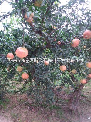 陜西西安臨潼軟籽石榴苗銷售基地