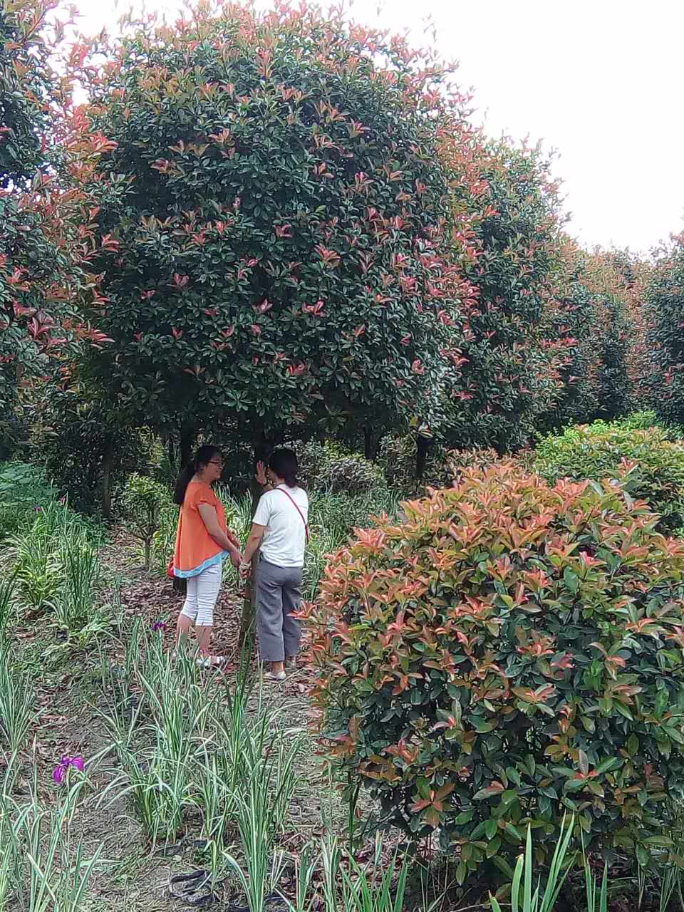 成都高桿紅葉石楠樹*價格