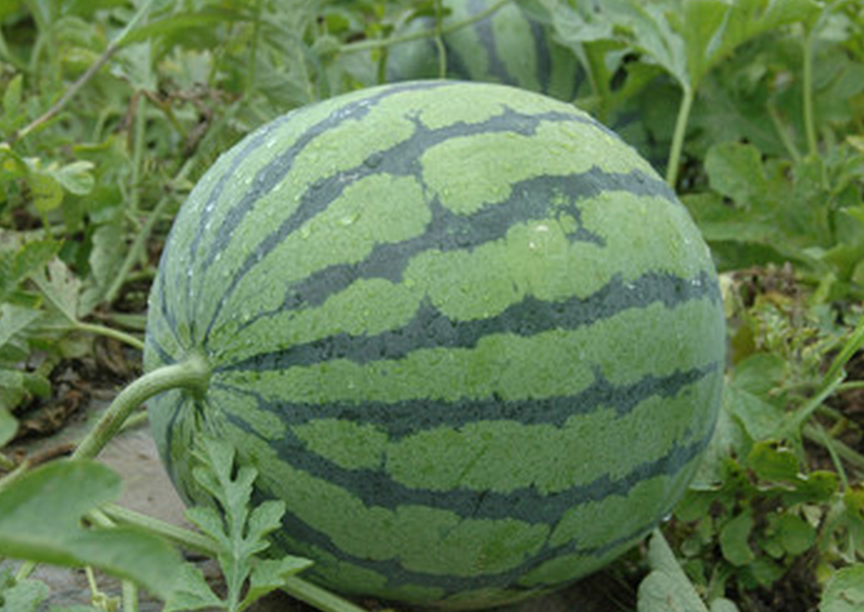 睢寧縣西瓜銷售   核桃種植銷售  蔬菜種植銷售