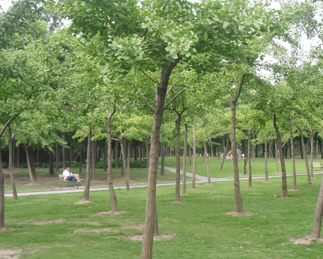 長(zhǎng)興縣樸樹(shù)種植技術(shù)   園林綠化樹(shù)木種植銷售