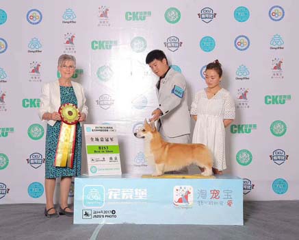 西安柯基犬*只超級登錄冠 軍普京種公借配，搭配薩娃幼犬預(yù) 定！