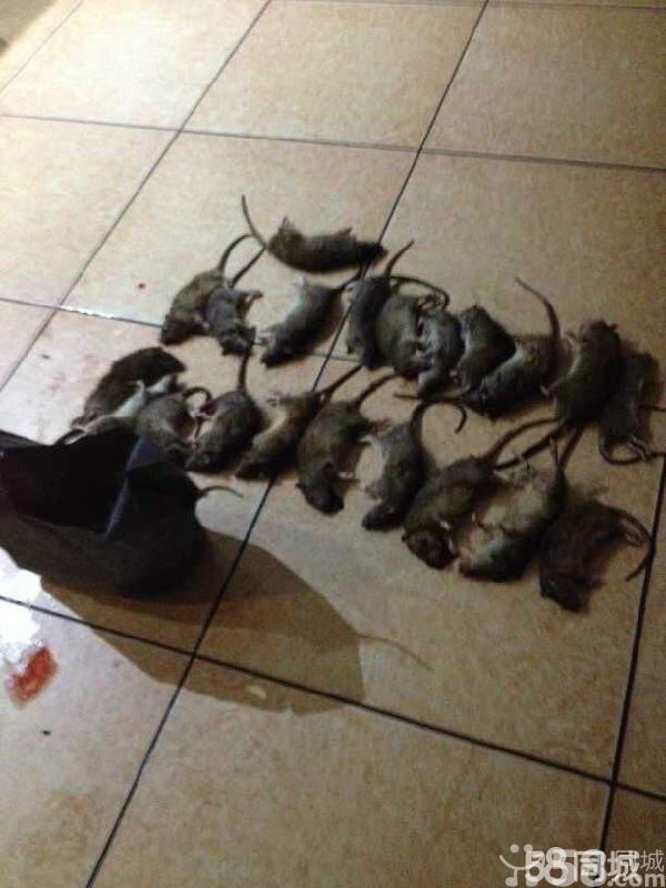 供應東莞滅鼠殺蟲服務 東莞專業(yè)滅鼠殺蟲服務公司  東莞滅鼠殺蟲服務聯(lián)系電話 東莞滅鼠殺蟲價格