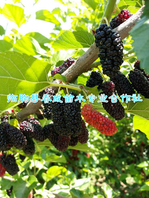 供應(yīng)果桑新品種