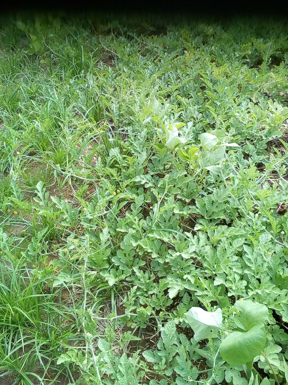 江蘇玉米種植銷售    農(nóng)作物種植批發(fā)銷售