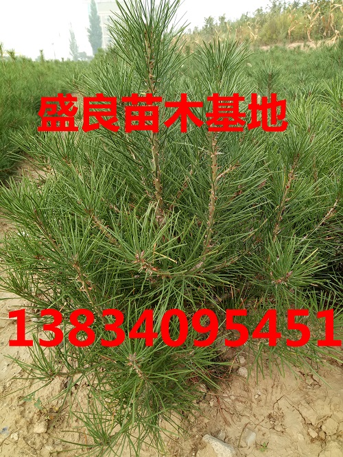 供應(yīng)30到80公分營(yíng)養(yǎng)缽白皮松、白皮松價(jià)格 山西營(yíng)養(yǎng)缽白皮松樹(shù)苗 50公分到1.5米白皮松