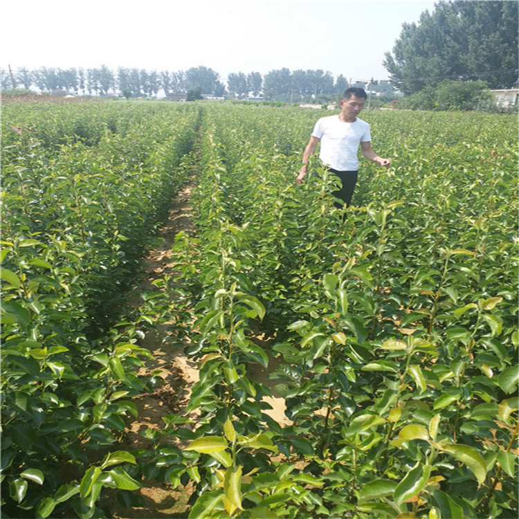 廠家供應(yīng)梨樹苗 梨樹苗批發(fā)基地 大棚種植梨樹苗 哪有梨樹苗