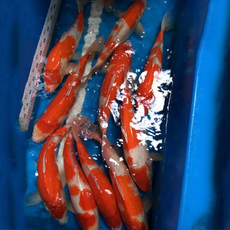 廣州錦鯉魚(yú) 日系紅白錦鯉 觀賞魚(yú)活體 大小錦鯉魚(yú) 巨鯉后代 漁場(chǎng)直銷(xiāo) 包活包損