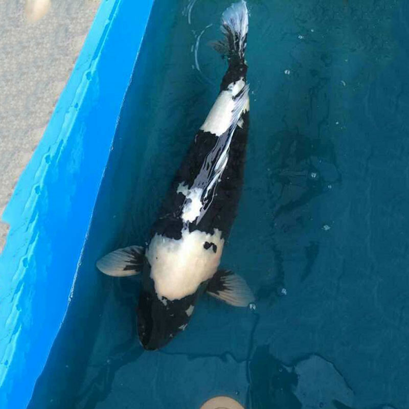 白寫錦鯉 廣州漁場直銷零售批發(fā)