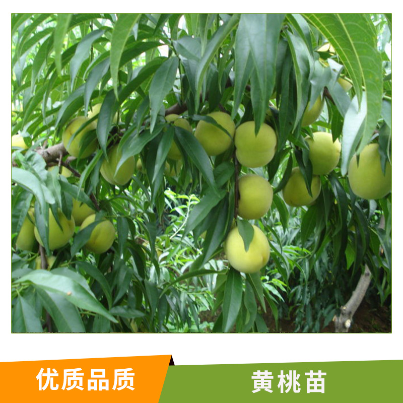 湖南 黃桃苗基地直銷* 黃桃苗 黃桃樹苗新品種 黃金黃桃苗