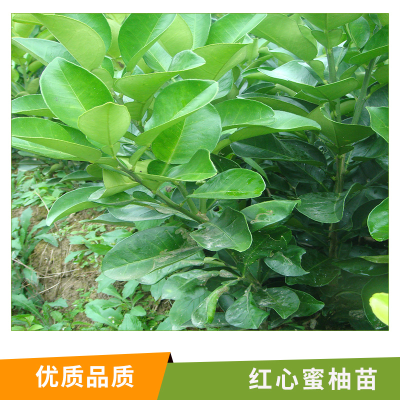 湖南 紅心蜜柚苗批發(fā) 南方果樹苗 蜜柚苗 掛果多 易管理 量大優(yōu)惠