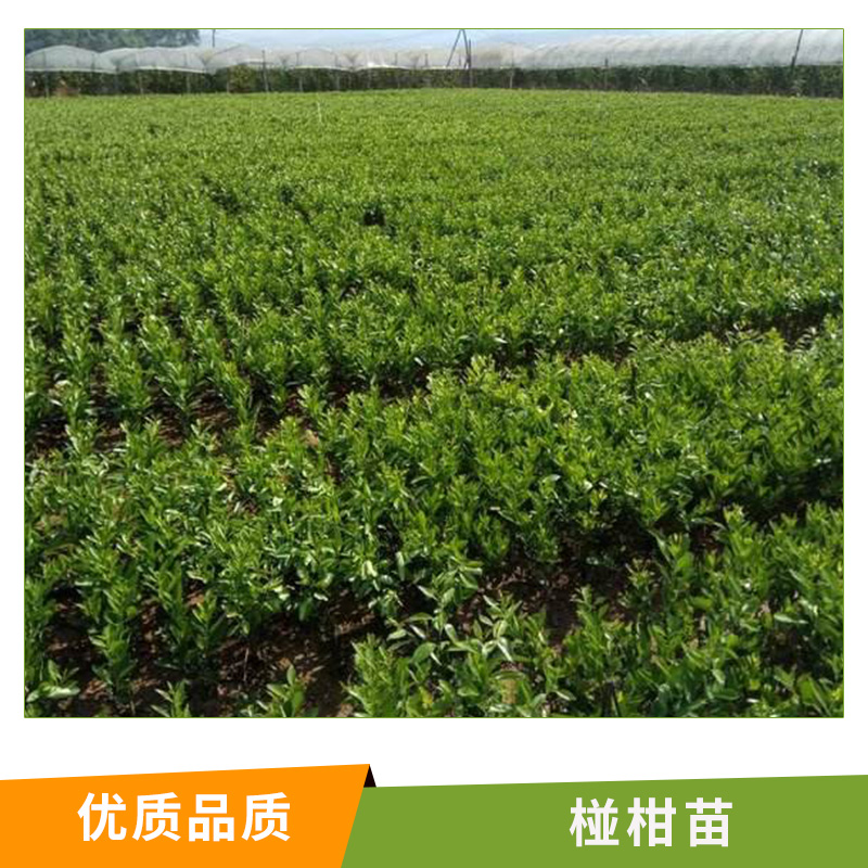 湖南 椪柑苗基地 批發(fā) 無(wú)核椪柑苗水果苗 蜜桔苗 特早熟柑桔苗