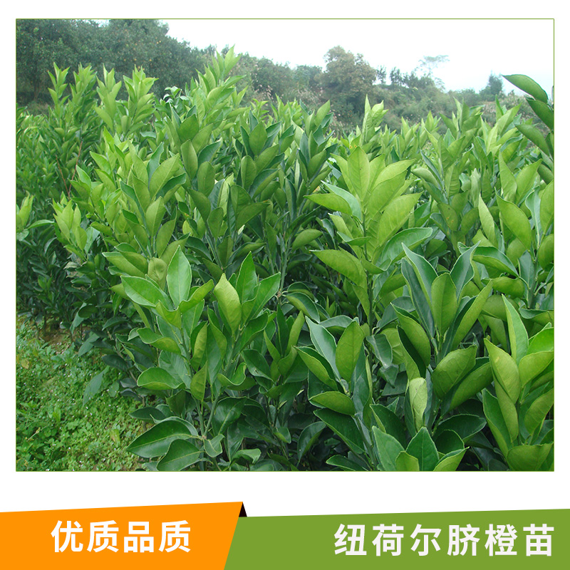 湖南 紐荷爾臍橙苗基地批發(fā) 嫁接果樹 橙子樹苗 甜橙血橙紅肉臍橙苗