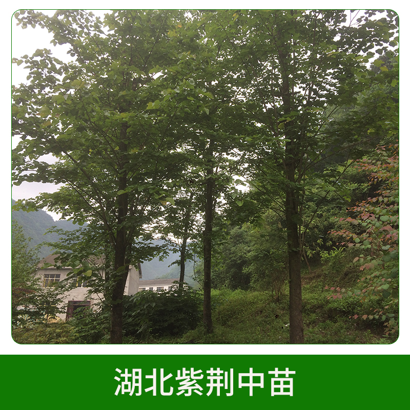 湖北紫荊中苗 紫荊樹(shù)苗 滿(mǎn)條紅大苗 紫荊苗 叢生紫荊 歡迎來(lái)電咨詢(xún)