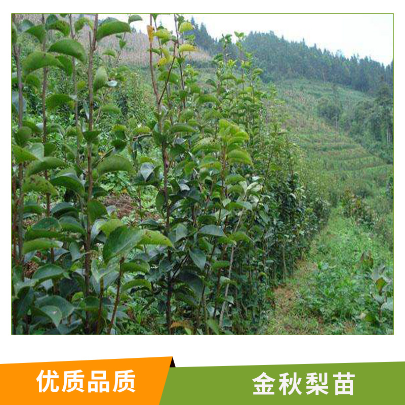 湖南 金秋梨苗 基地直銷供苗 銷售黃金梨樹苗 金秋梨苗 梨樹種苗 產(chǎn)量高