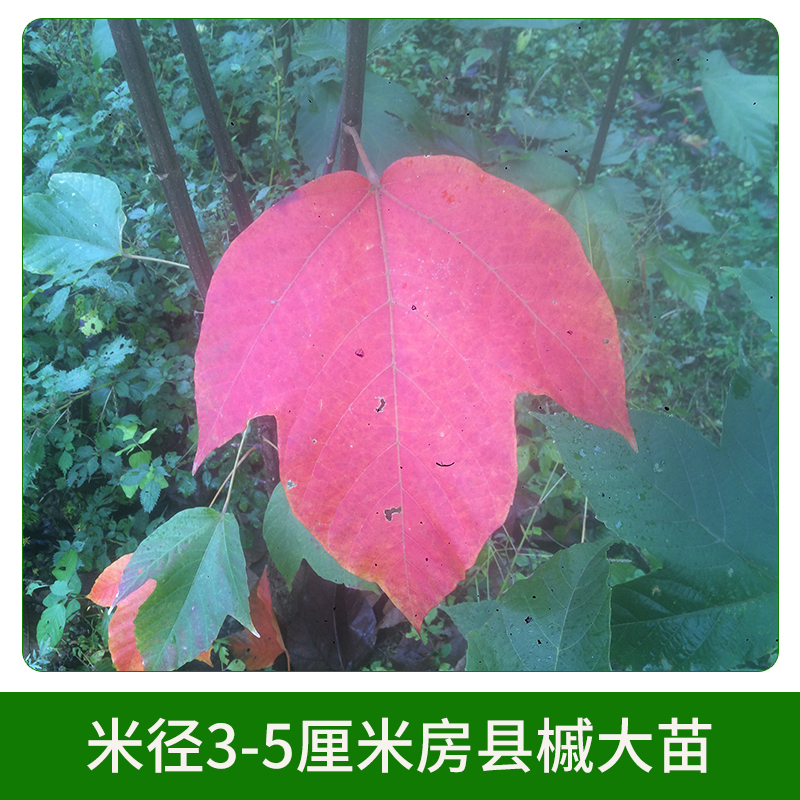 米徑3-5厘米房縣槭大苗 彩葉樹種房縣槭苗苗木苗圃 其他綠化苗木 歡迎來電訂購