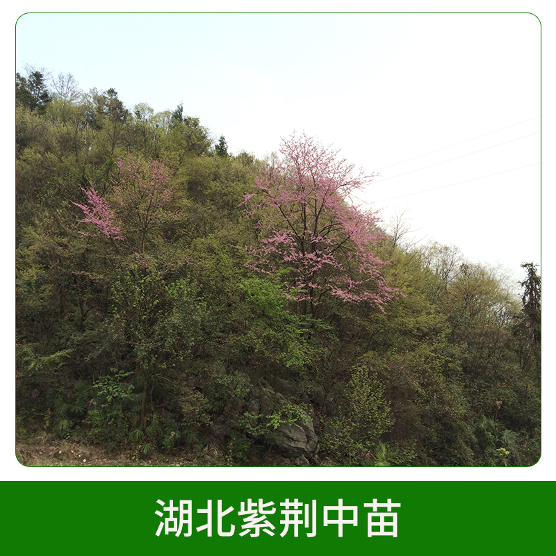 湖北紫荊中苗 紫荊樹(shù)苗 滿(mǎn)條紅大苗 紫荊苗 叢生紫荊 歡迎來(lái)電咨詢(xún)