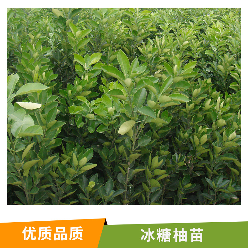 湖南 冰糖柚苗基地直銷批發(fā) 果樹苗 湖南果苗 柚子樹苗 臺(tái)灣青柚苗 葡萄柚苗