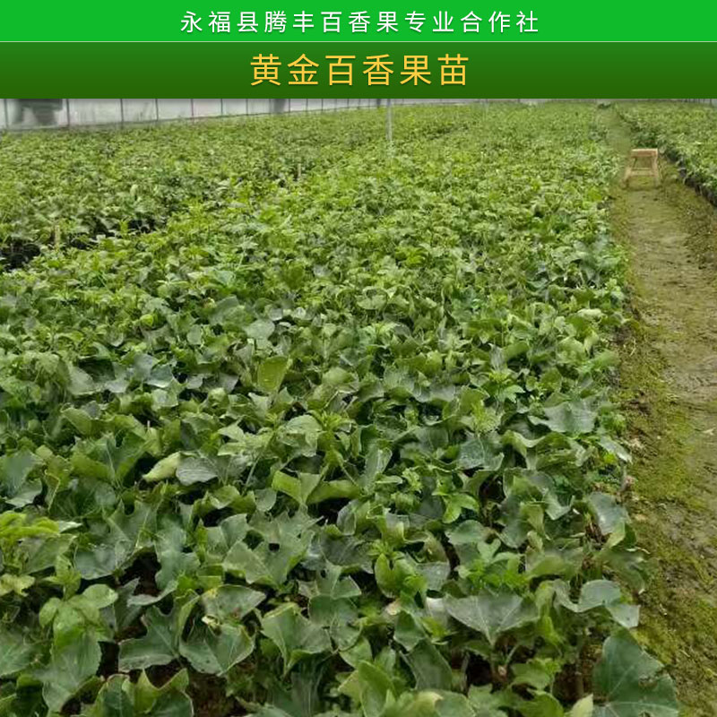 廣西黃金百香果苗基地種植技術，廣西黃金百香果苗基地，廣西黃金百香果苗批發(fā)