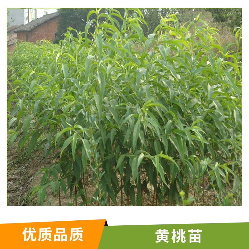 湖南 黃桃苗基地直銷* 黃桃苗 黃桃樹苗新品種 黃金黃桃苗