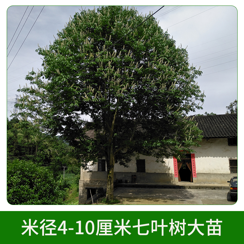 米徑4-10厘米七葉樹大苗 工程苗綠化苗木 行道綠化苗 七葉樹小苗 大小規(guī)格齊全 歡迎來電咨詢