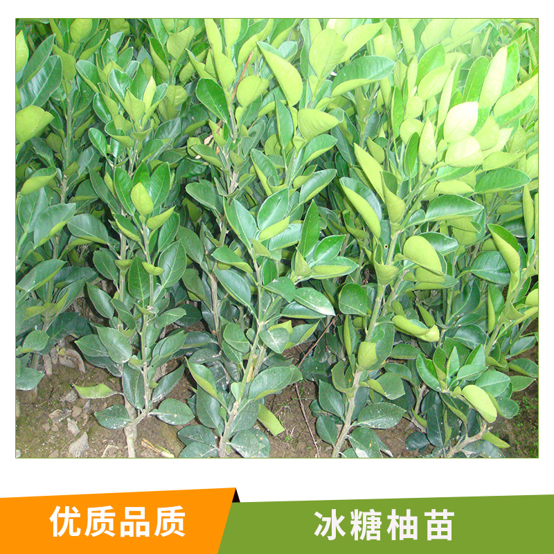 湖南 冰糖柚苗基地直銷批發(fā) 果樹苗 湖南果苗 柚子樹苗 臺(tái)灣青柚苗 葡萄柚苗