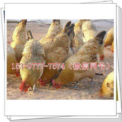 資陽雞苗，資陽雞苗批發(fā)市場頸部