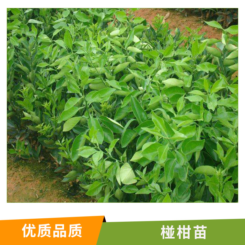 湖南 椪柑苗基地 批發(fā) 無(wú)核椪柑苗水果苗 蜜桔苗 特早熟柑桔苗