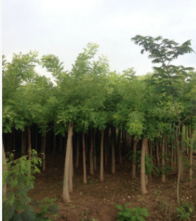 出售綠化苗木 黃槐 金枝槐 黃金槐 工程綠化苗木批發(fā)