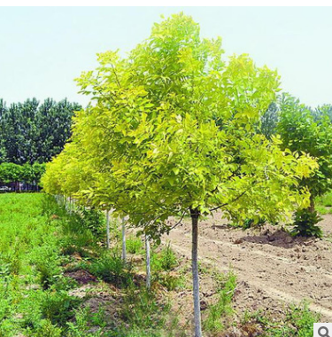 保定苗圃供應(yīng)綠化苗木 金葉白蠟 批發(fā)供應(yīng)金葉白蠟綠化苗木 金葉白蠟苗木出售