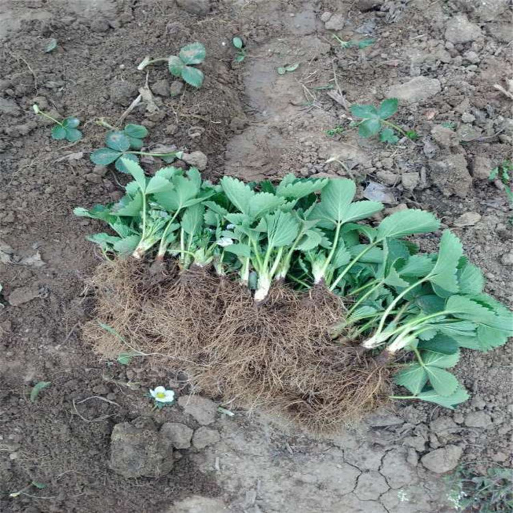 章姬草莓苗供應基地 山東章姬草莓苗批發(fā)價格 大棚草莓苗