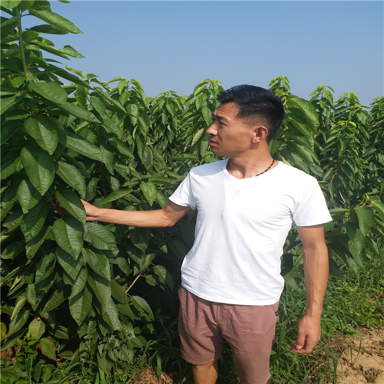 供應(yīng)美早櫻桃苗 矮化美早櫻桃苗 大棚種植美早櫻桃苗美早櫻桃苗批