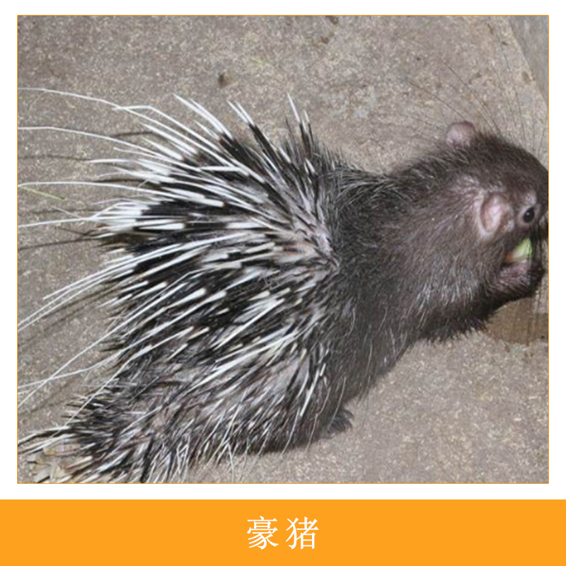 無污染無飼料飼養(yǎng)農(nóng)家生態(tài)養(yǎng)殖*無公害絕色肉食型養(yǎng)殖刺豬