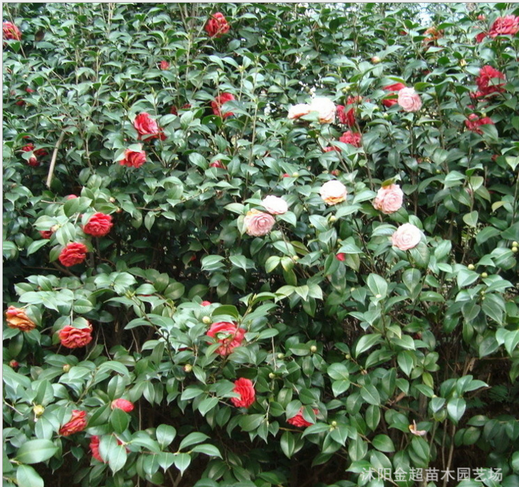 四季*茶花樹苗 茶花小苗 *盆栽地栽茶花苗 庭院觀花植物