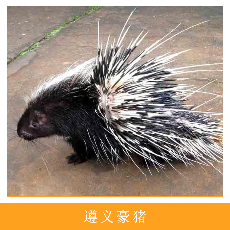 遵義*人工生態(tài)養(yǎng)殖高成活率*種苗優(yōu)質(zhì)刺豬*肉養(yǎng)殖基地直銷