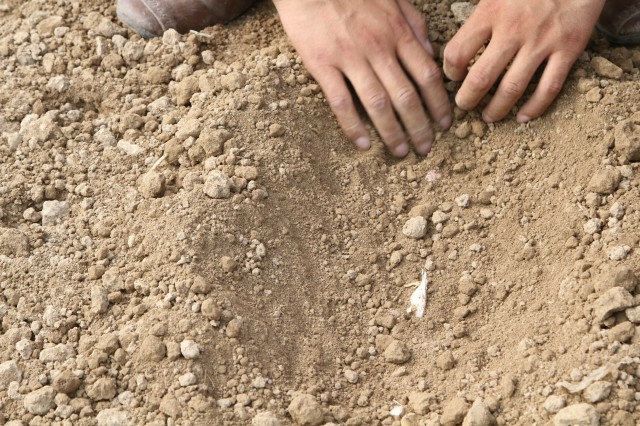瑪麗亞正芽大蒜播種機大蒜種植機廠家