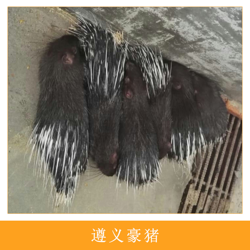 遵義*人工生態(tài)養(yǎng)殖高成活率*種苗優(yōu)質(zhì)刺豬*肉養(yǎng)殖基地直銷