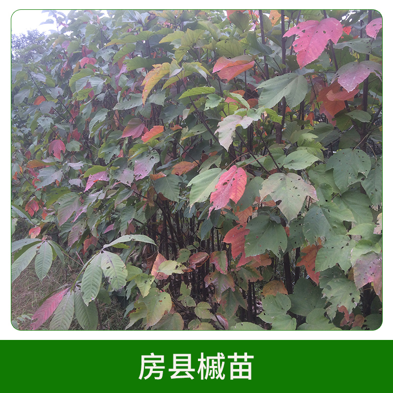 房縣槭苗直銷 彩葉樹種房縣槭苗苗木苗圃 綠化苗木 歡迎來電訂購