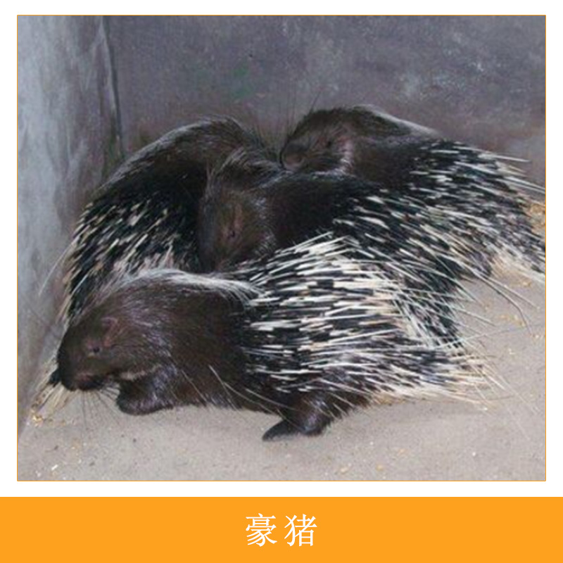 無污染無飼料飼養(yǎng)農(nóng)家生態(tài)養(yǎng)殖*無公害絕色肉食型養(yǎng)殖刺豬