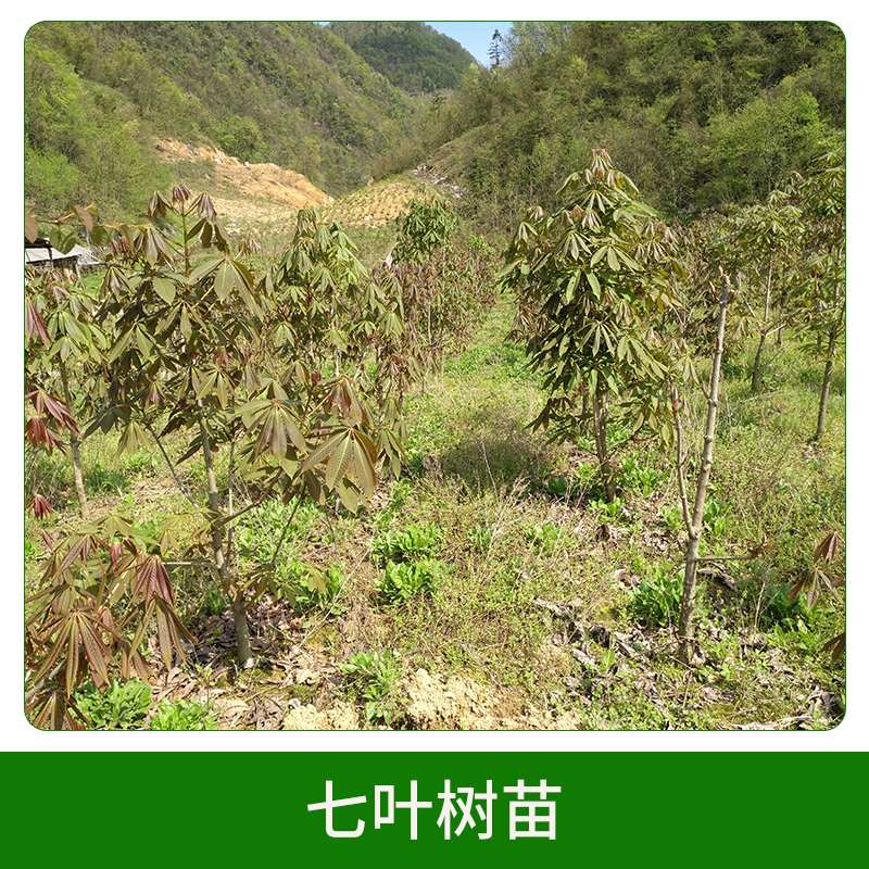 七葉樹(shù)苗直銷(xiāo) 行道綠化苗 工程苗綠化苗 七葉樹(shù)苗 歡迎來(lái)電咨詢(xún)