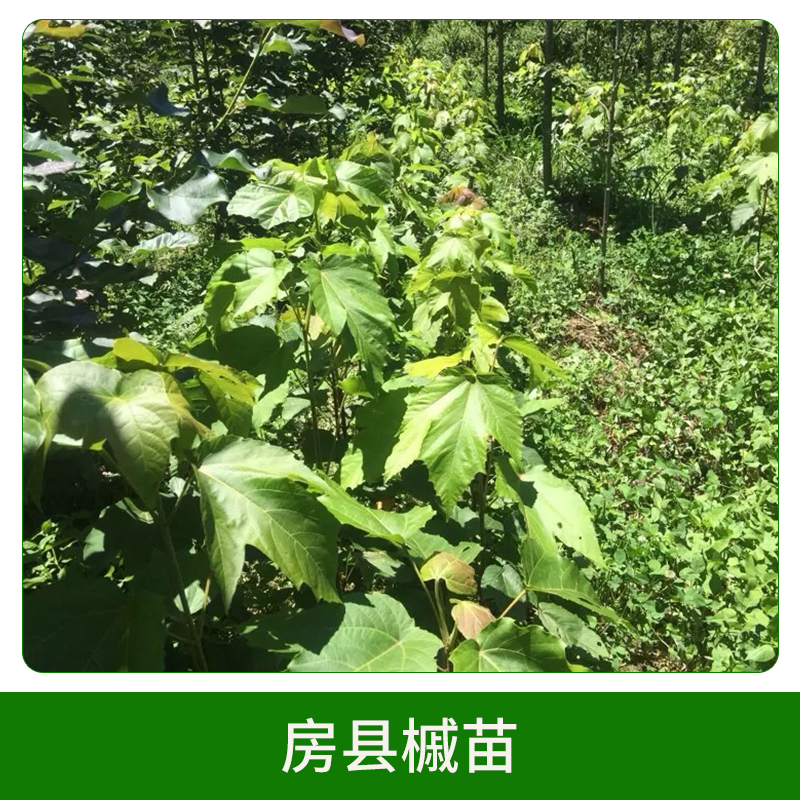 3年生房縣槭苗 彩葉樹種房縣槭苗苗木苗圃 其他綠化苗木 歡迎來電咨詢