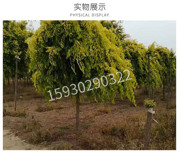 河北金葉榆種植地_河北金葉榆培育地_河北金葉榆批發(fā)商_河北金葉榆