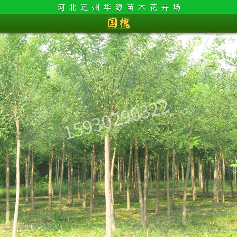 國槐種苗批發(fā)_國槐_河北國槐種植基地_國槐價格_國槐批發(fā)商