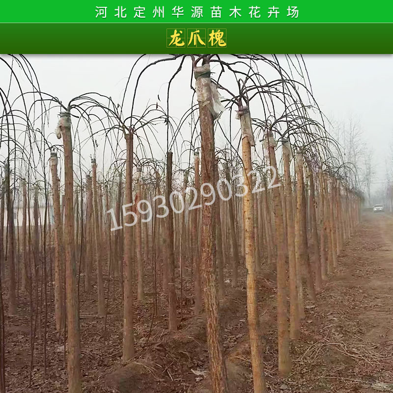河北華源苗木花卉場(chǎng)龍爪槐苗木綠化工程行道樹龍爪槐垂槐樹苗批發(fā)
