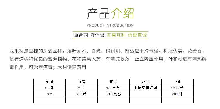 龍爪槐樹苗，唐山龍爪槐批發(fā)市場(chǎng)，定州龍爪槐樹苗優(yōu)質(zhì)貨源