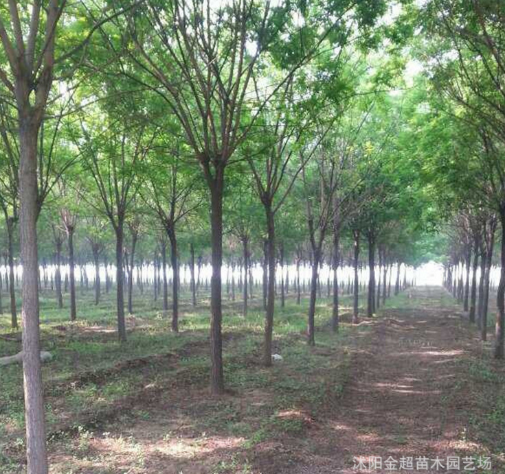 基地國槐樹苗直銷 大小規(guī)格全國槐小苗 工程綠化苗木 綠化行道樹