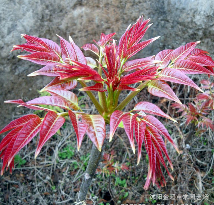 基地批發(fā)香椿樹苗 紅油香椿苗 庭院種植果樹苗 品種全可食用